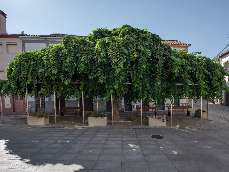 Ulmeiro da Praça