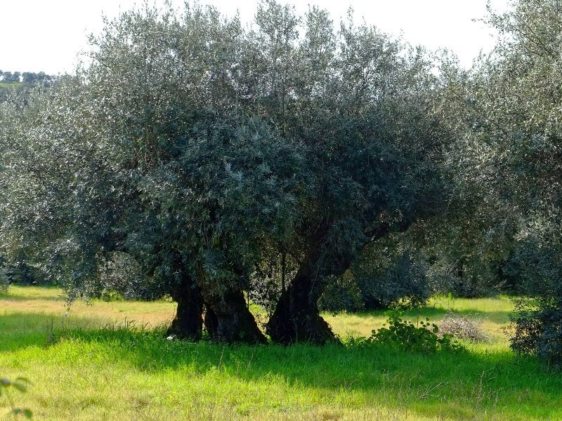Oliveira Centenária