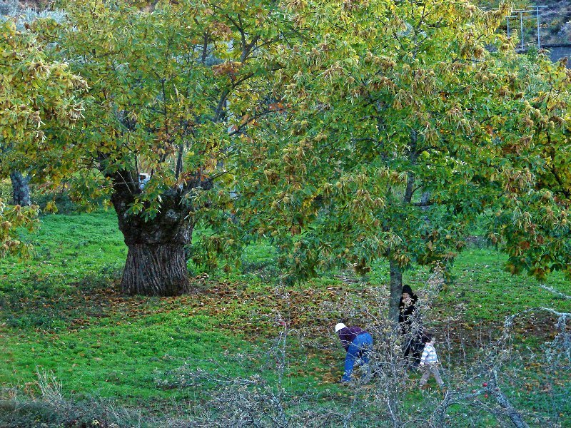 Castanheiros da Isna